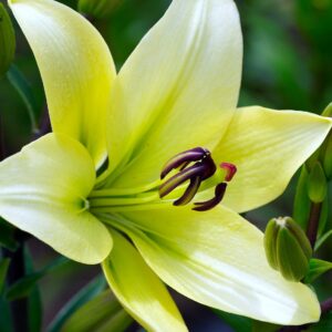 lily, flower, yellow lily-7246370.jpg